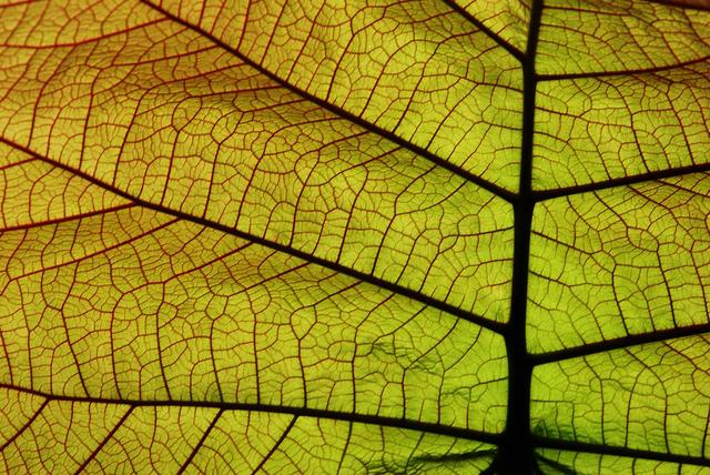 Fehringer Clemens: Durchsichtiges Blatt