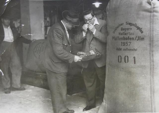 Stadtoberinspektor Anton Willkofer (rechts) beim Prüfen des angelieferten Hopfens (1957)