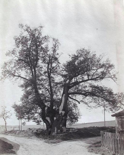 Schon im beginnenden 20. Jahrhundert wurden Naturdenkmäler im Raum Pfaffenhofen wie diese Linde bei Haimpertshofen bildlich festgehalten (ca. 1910).