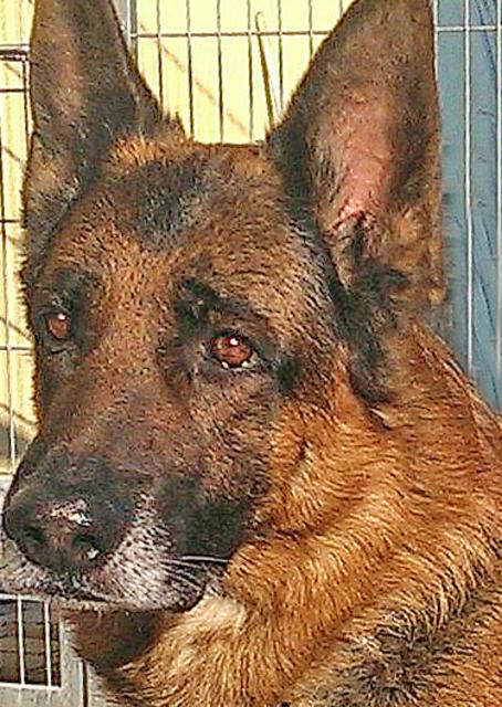 Rolf sucht dringend ein neues Herrchen oder Frauchen (Fotos: Manuela Braunmüller)