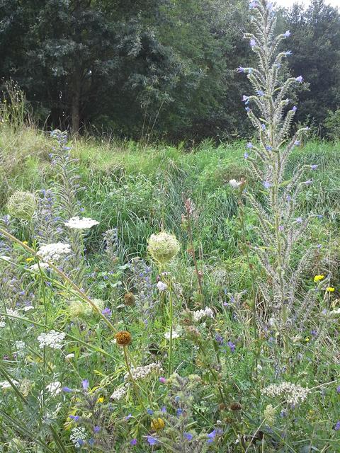 Bienenweide hinter dem Gebäude der Stadtwerke