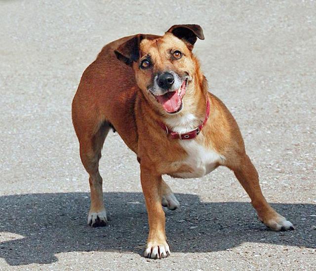 Mano (Foto: Gabi Meinolf)