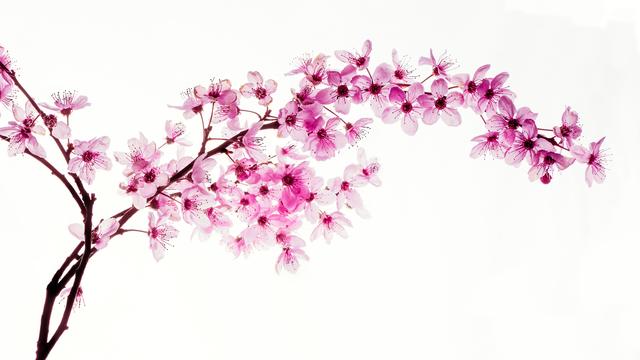 Annahme - Kirchblüten - Manfred Spies