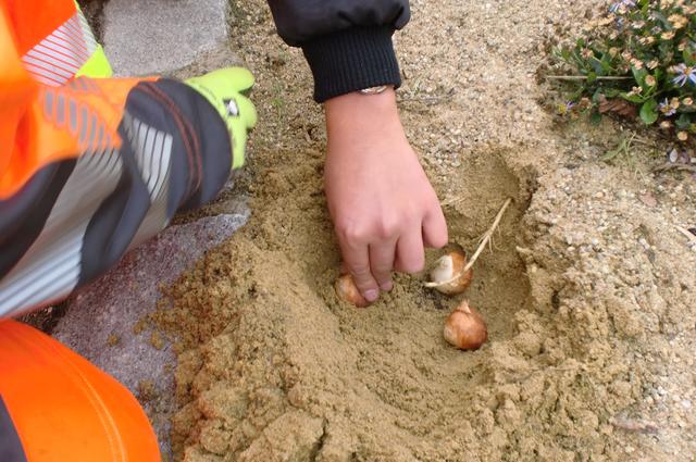 Dreimal so tief, wie sie selbst groß sind müssen die Tulpenzwiebeln in die Erde gesteckt werden