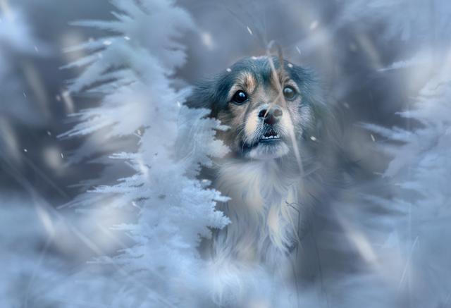 Es mag romantisch aussehen. Aber für Haustiere kann eisige Kälte lebensgefährlich sein (Foto © Paul Ehrenreich)
