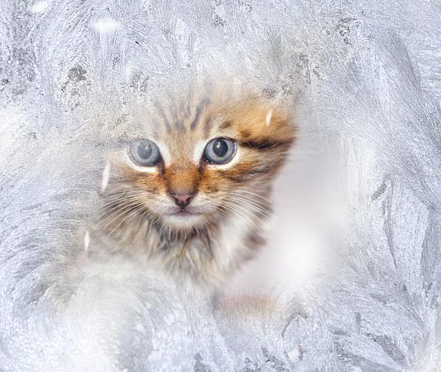 Diese junge Mieze sieht sich in ihrem ersten Winter die Eisblumen am Fenster lieber von innen an (Foto © Paul Ehrenreich)