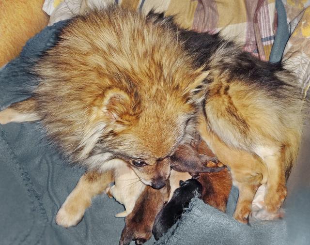 Pfötchenringend geht’s um die ersten Milchtropfen von Gracia, der neuen Mama (Fotos: privat)