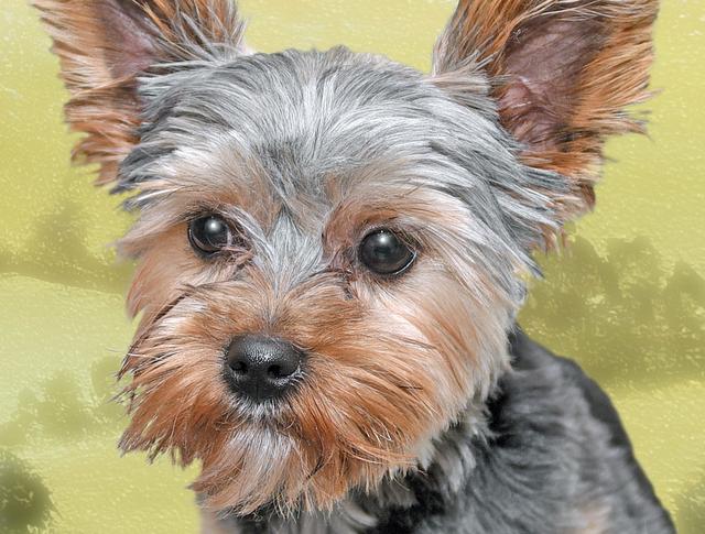 Molly, um die sich alles drehte, muss geschont werden. Sie ließ sich deshalb für den Fototermin entschuldigen (Foto © Paul Ehrenreich)