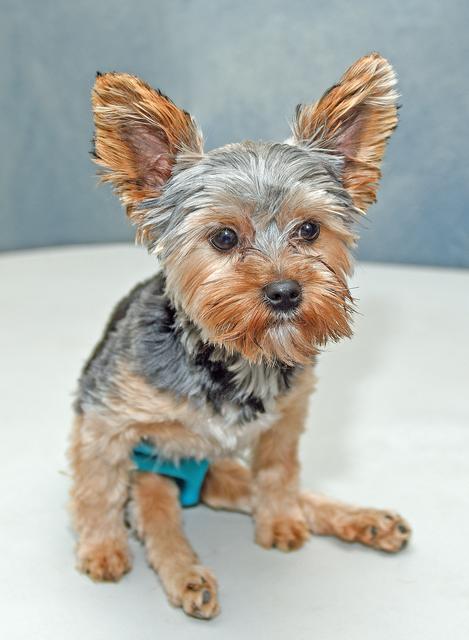 Manchmal ist das Laufen für Molly arg anstrengend – noch! Dann gibt's eine kleine Pause im Sitzen. (Foto © Paul Ehrenreich)