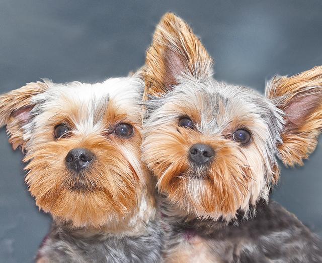 Nicht nur Molly (rechts) freut sich, sondern auch ihr heißgeliebter Freund Balou. Die beiden dürfen zusammenbleiben, wenn alles überstanden ist. (Foto © Paul Ehrenreich)