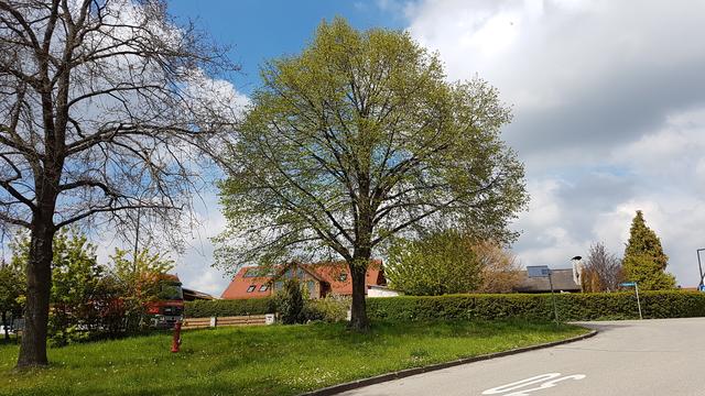 Die Grünanlage mit der schönen Linde an der Ecke Herzog-Ludwig-/Königsberger Straße ist eine von derzeit 31 Grünflächen, für die die Stadt Pfaffenhofen Paten sucht.