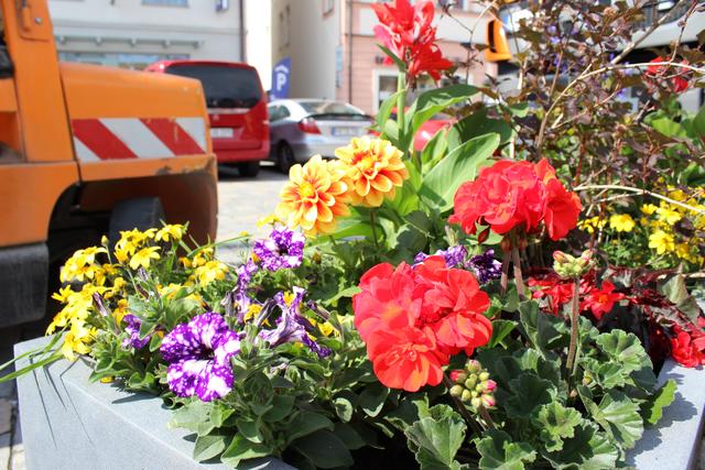 Bunte Sommerblumen auch in herkömmlichen Pflanzentrögen