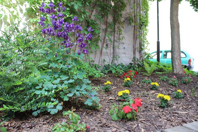 Diese Blumen hat Sieglinde Weigand privat angepflanzt