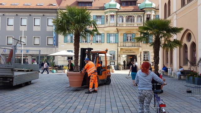Exotische Palmen vor dem historischen Rathaus