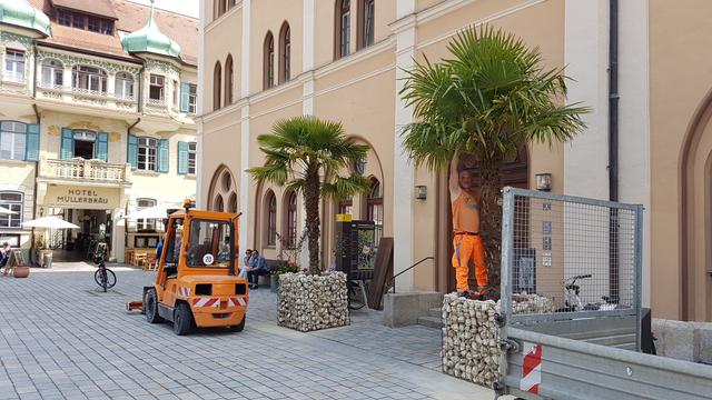 Mitarbeiter der Stadtwerke zupft trockene Palmwedel ab