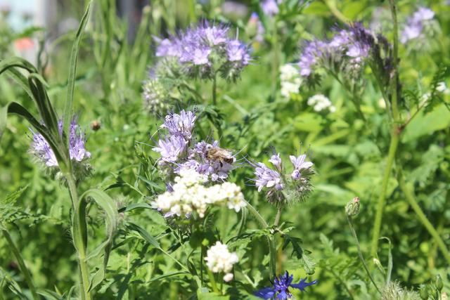 Insekten nehmen das Nahrungsangebot wahr