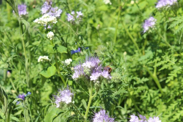 Mit der Sonne kommen Blüten und Insekten