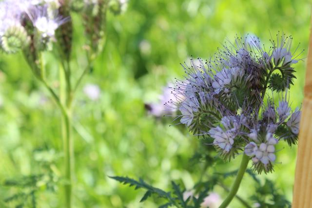 Nach dem kalten Frühjahr blüht die Bienenweide an der Münchner Straße endlich auf