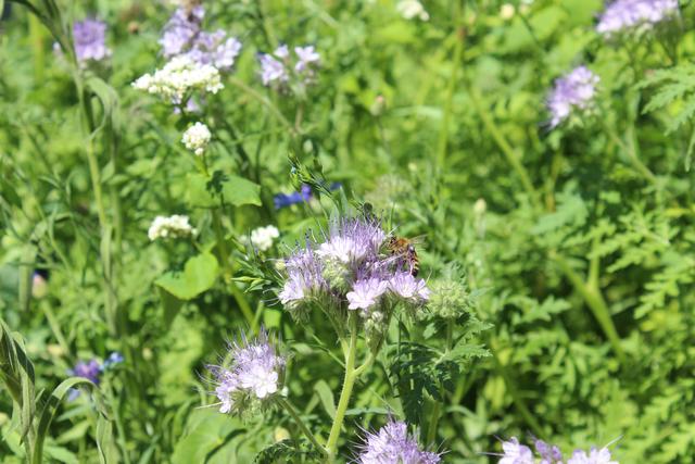 Hier ist sogar der Kopf des Insekts zu sehen