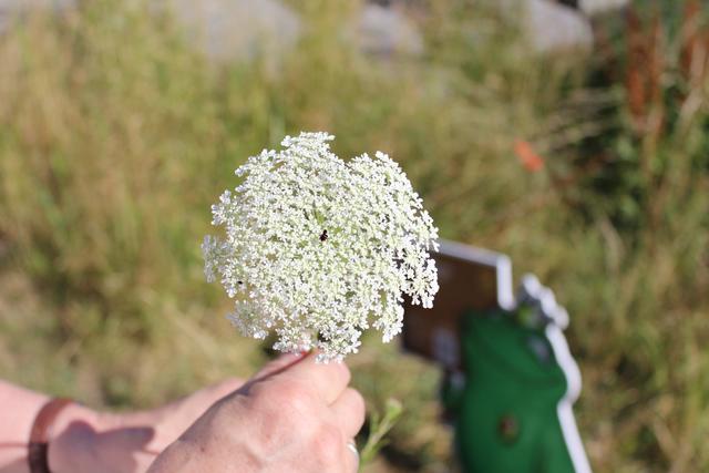 Wilde Möhre heißt diese eßbare Pflanze