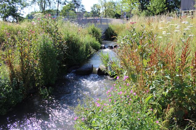 Über die Fischtreppe kommen die Tiere am Zuppinger Wasserrad vorbei