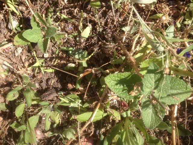 Auch Quirlsalbei und Ringelblume nähren Insekten am Münchner Vormarkt