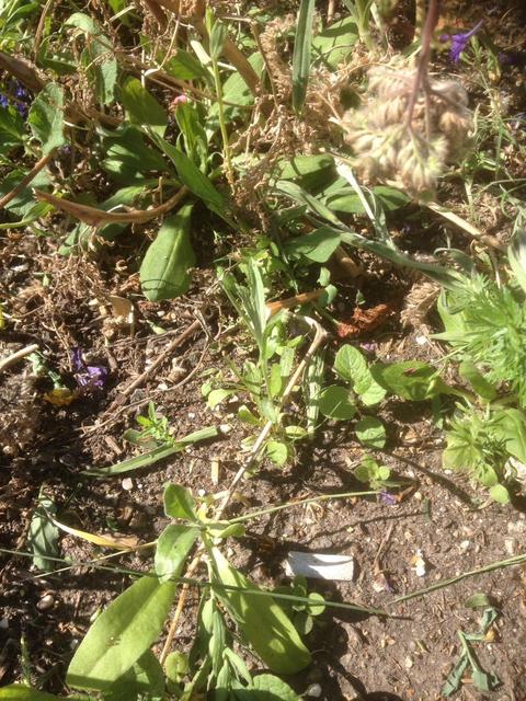 Der Pflegeschnitt lässt Licht und Wasser an die jungen Pflanzen, die bisher im Schatten der anderen standen