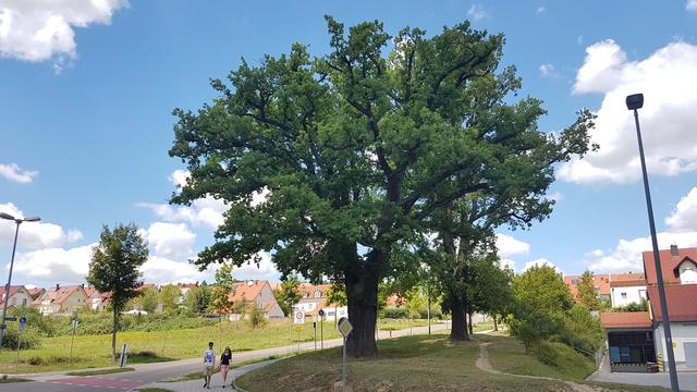Bäume sind lebende Klimaanlagen