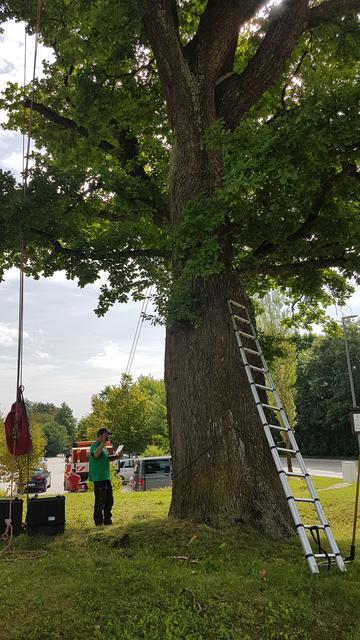 Mit einem Zugseil wird gemessen, wie sehr der Baum äußerer Spannung nachgibt
