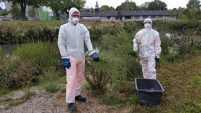 Es handelt sich um eine einjährige Ambrosia. Wenn sie 2018 vor der Blüte entfernt wird, wächst nichts mehr nach