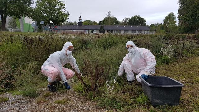 Im Sport- und Freizeitpark am Ostufer der Ilm wurden die allergenen Pflanzen entdeckt