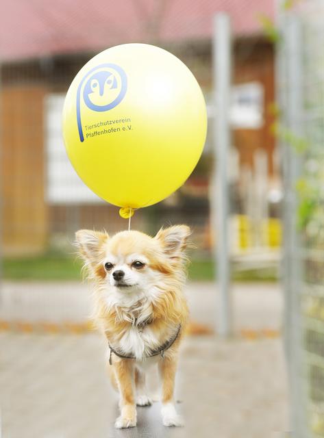 Obacht, dass sie nicht abhebt! Um die zwei Kilogramm Lebendgewicht der kleinen Chihuahua-Hündin in die Luft zu heben, reicht ein Helium-Ballon längst nicht. Dafür nötig wären fast 400 Ballons (Foto: Paul Ehrenreich)