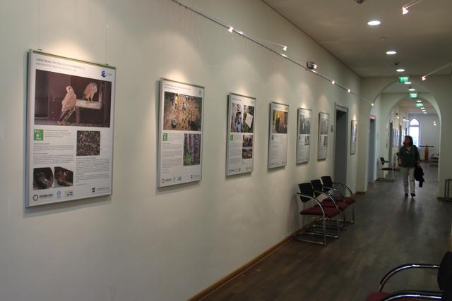 Die Ausstellung „Nachhaltigkeit in Pfaffenhofen – Die Stadt erblüht!“ im Rathaus