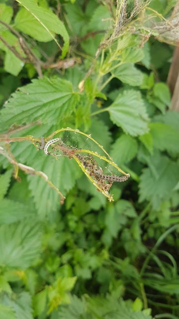 Gespinstmotten, eine neue Delikatesse aus dem Speiseplan der Vögel