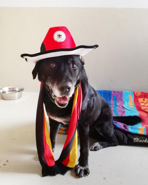 Wann geht's loohoos??? Walter, der Tierheim-Opi, ist startklar für das Ereignis in Moskau