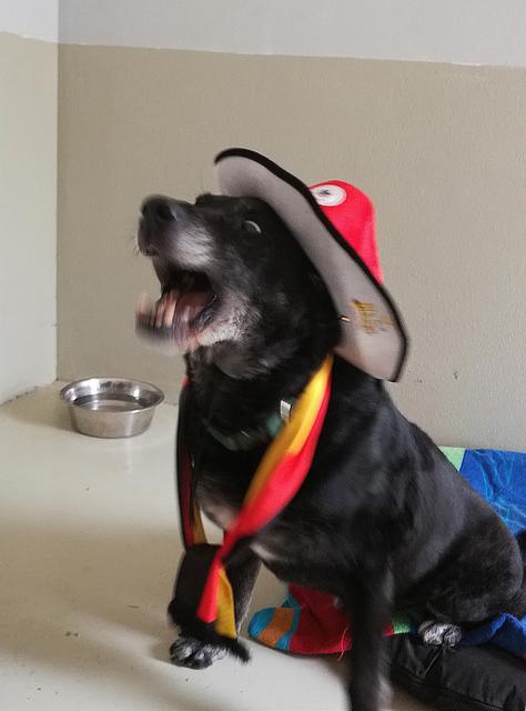 Foul! Grobes Foul! Walter stimmt sich auf die Schlachtgesänge ein. Dabei ist jegliche Aufregung Gift für sein Herz, wie sein Arzt immer wieder mahnt