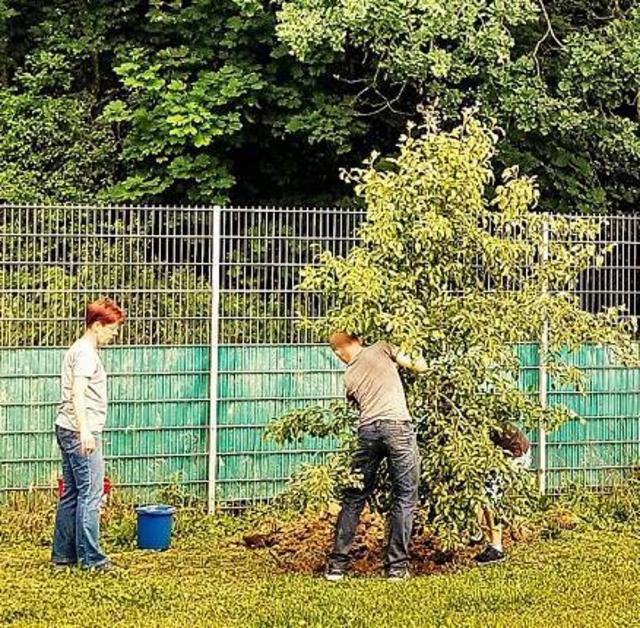 Kraft zum Bäume ausreißen  Hier werden Bäume allerdings nicht ausgerissen, sondern umgesetzt und neue gepflanzt