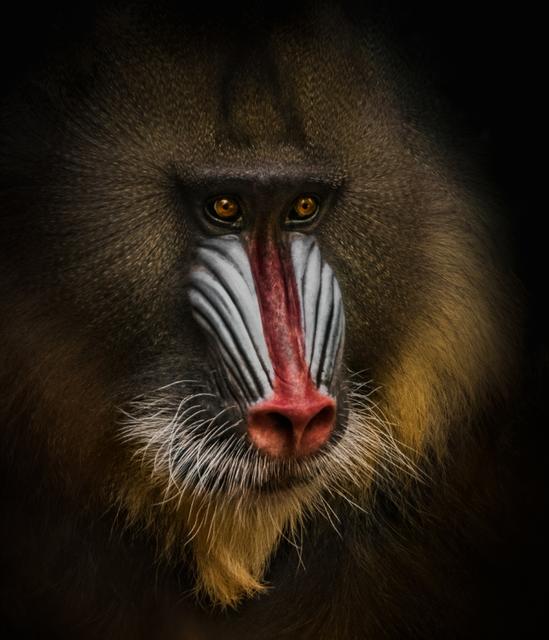 "Mandrill " von Manfred Spies