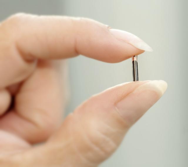 Nur ein bisschen größer als ein Reiskorn: der winzige Registrierungs-Chip | Foto: Paul Ehrenreich