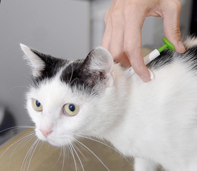 Ein kurzes Pieksen – schon ist die Sache erledigt | Foto: Paul Ehrenreich