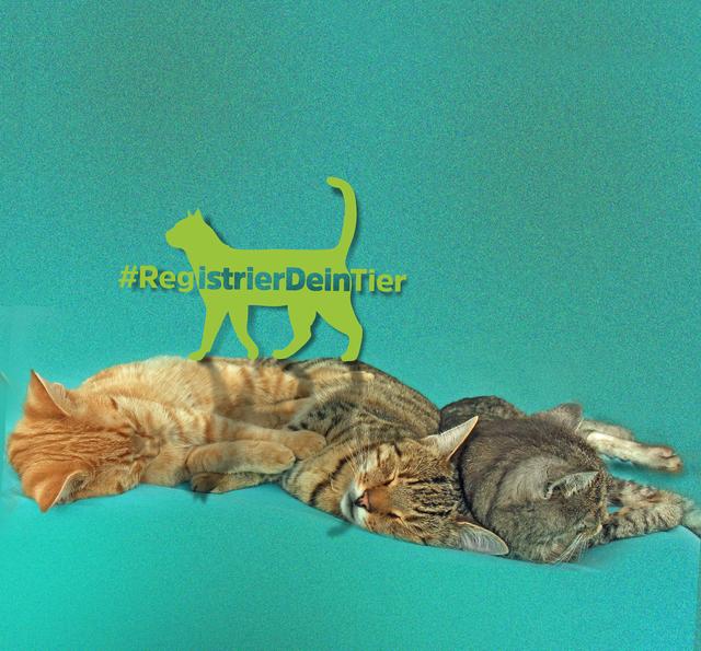 Sixpack mit Katzen: Drei Miezen, drei Chips | Foto: Paul Ehrenreich