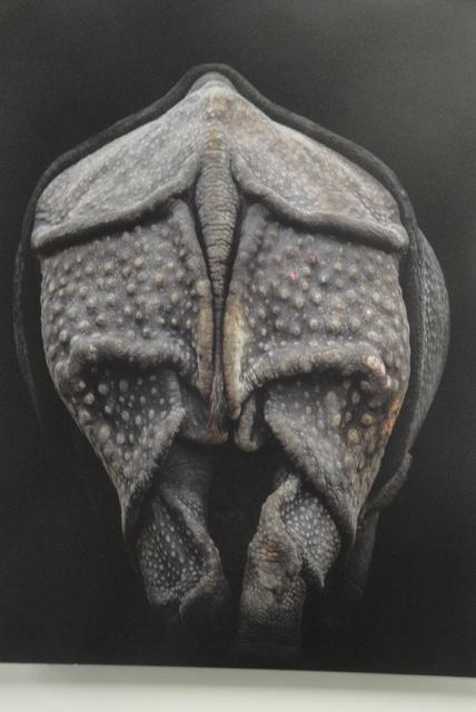 Phillip Hayer, "Kein Affe"