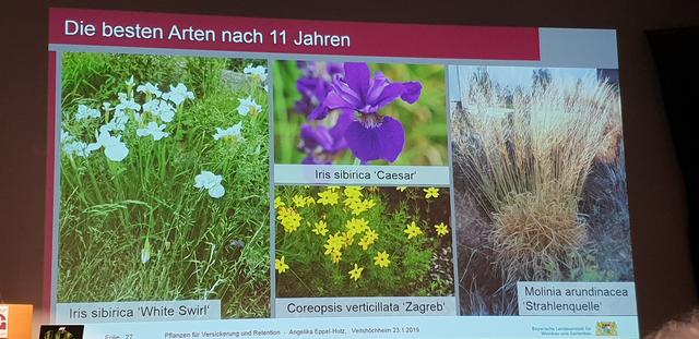 Für die Artenwahl kommen verschiedene Stauden in Frage.