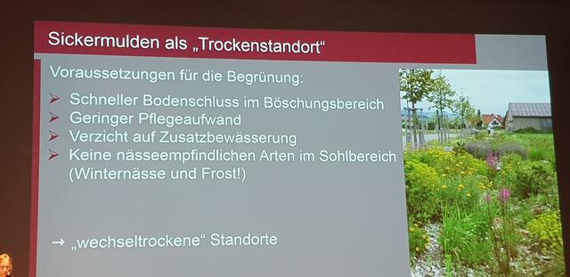Sickermulden mit bunter Staudenbepflanzung in Wohngebieten sind attraktiv, ökologisch wertvoll und können trotzdem pflegearm gestaltet werden.