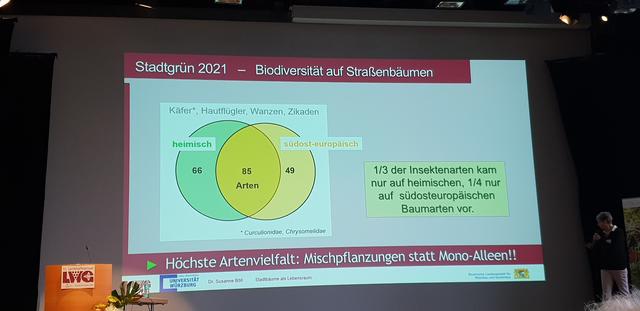 Sowohl heimische als auch fremdländische Stadtbäume werden von Insekten beflogen.