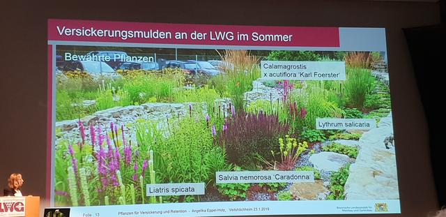 Sickermulden können zu attraktiven Hinguckern in Wohngebieten werden und im Überflutungsfall Wasser schneller versickern lassen.