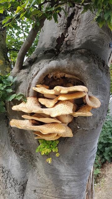 Nicht nur Blüten sind wichtig für bedrohte Arten. In morschen Bäumen oder Höhlungen ziehen gerne Vögel, Fledermäuse und Käfer ein.