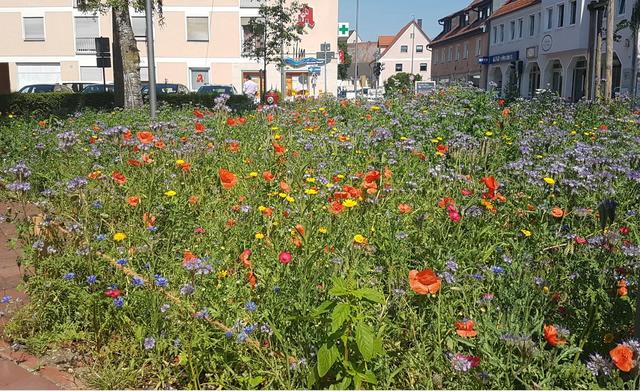 Eine bunte Bienenweide stellt Nahrung und Lebensraum für Insekten dar und ist außerdem ein Hingucker für jeden Gartenbesitzer.