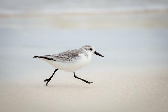 Sanderling - Philipp Hayer