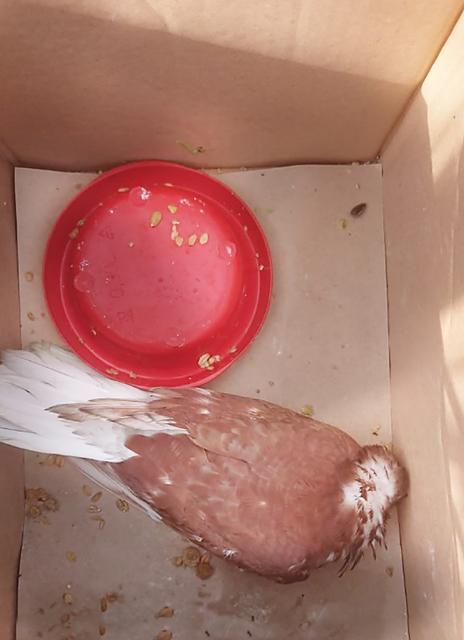 Ausgesetzt: Eine Taube, die keine 24 Stunden mehr leben wird (Foto: Hiller)